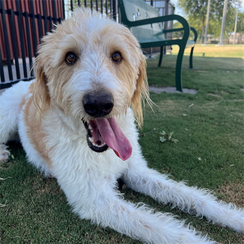 A fluffy dog with tan and white fur lounges on grass, panting happily with its tongue out. A green bench and fence are visible in the background.