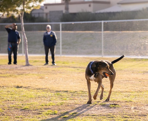 A brown dog with a black collar holds an orange ball in its mouth, walking on grass in a sunlit park. Two people stand in the background near a fence.